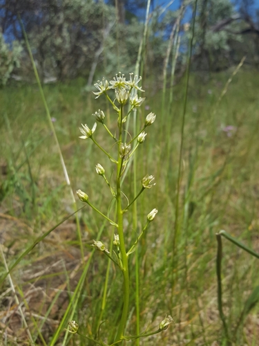 Image of Smallflower Deathcamas (Toxicoscordion micranthum) by (c) Alex Abair, some rights reserved (CC BY)