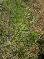 Toxicoscordion micranthum