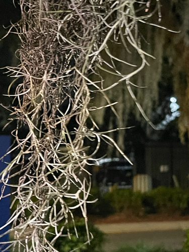 Spanish moss