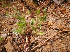 Tanacetum vulgare boreale