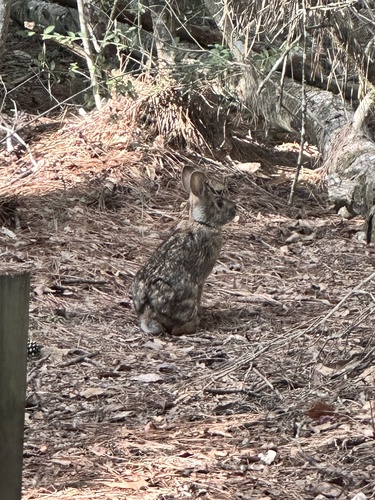 Swamp Rabbit observed by mtorres
