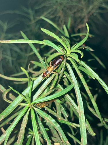 Forficula mediterranea