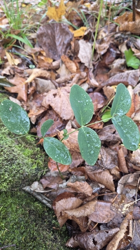 Lathyrus ochroleucus, 2026-10-15