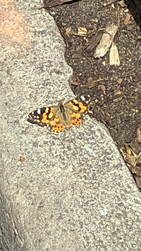 Australian Painted Lady