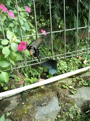 Papilio memnon