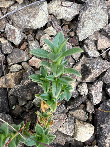 Cerastium arvense observed 2026-10-14