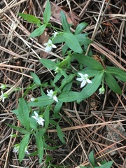 Moehringia lateriflora