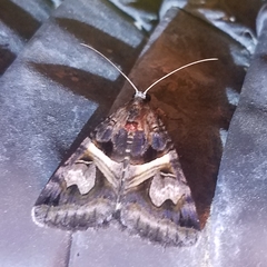 Drasteria grandirena