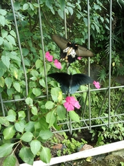 Papilio memnon