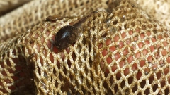 Rana latastei