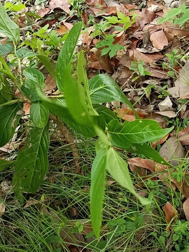 Glochidion zeylanicum observed 2026-10-03