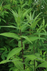 Cirsium vlassovianum