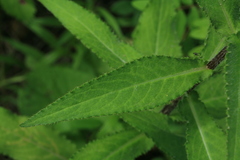Cirsium vlassovianum