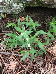 Moehringia lateriflora