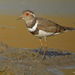 Forbes's Plover - Photo (c) Nik Borrow, some rights reserved (CC BY-NC)