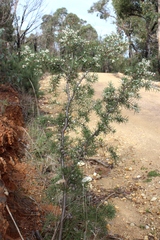 Hakea decurrens physocarpa