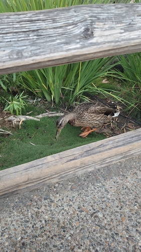 Mallard
