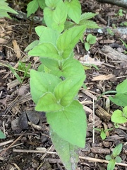 Monarda bradburiana