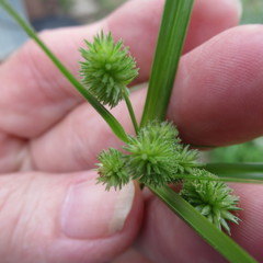 Cyperus echinatus