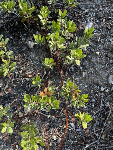 Arctostaphylos nevadensis observed 2026-10-15