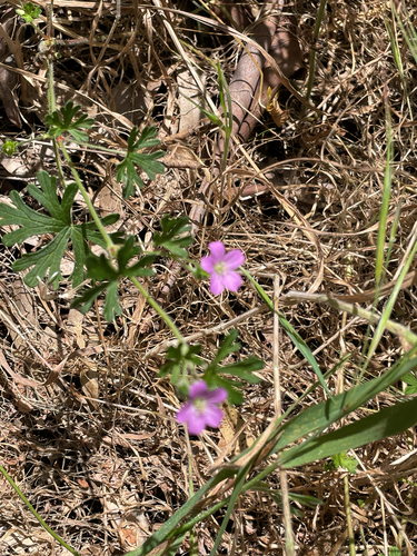 Geranium carolinianum observed 2026-10-16