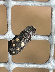 Acmaeoderopsis hulli
