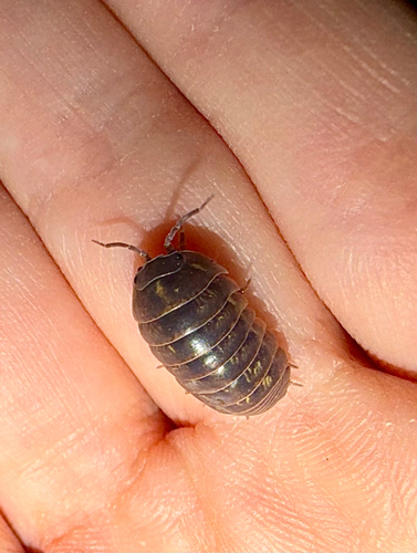 Common Pill Woodlouse