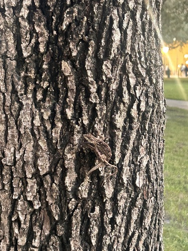 Brown Anole