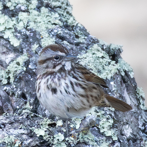 Song Sparrow