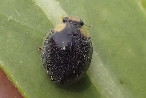 Scymnodes lividigaster observed 2026-10-15