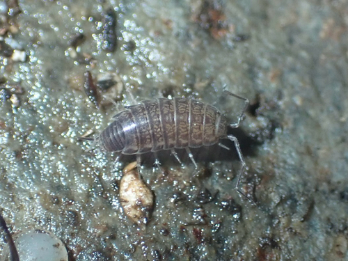 Western Saltmarsh Woodlouse