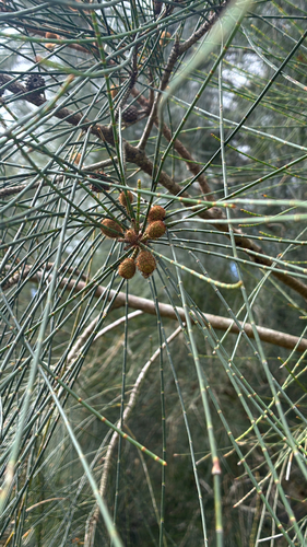 Casuarina glauca observed 2026-10-16
