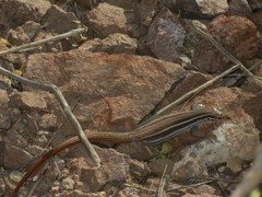 Aspidoscelis burti