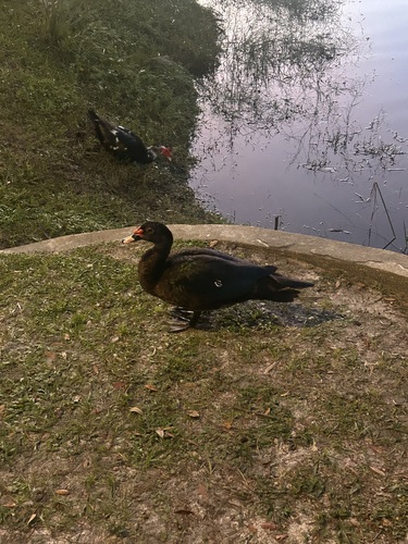 Domestic Muscovy Duck