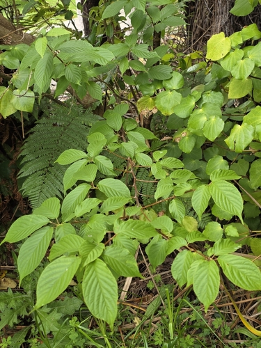 Prunus campanulata observed 2026-10-16