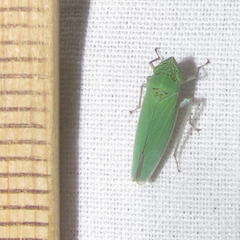 Draeculacephala inscripta