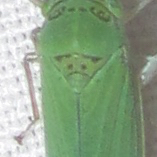 Draeculacephala inscripta