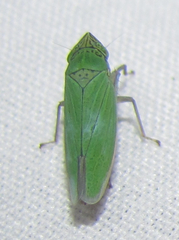 Draeculacephala inscripta
