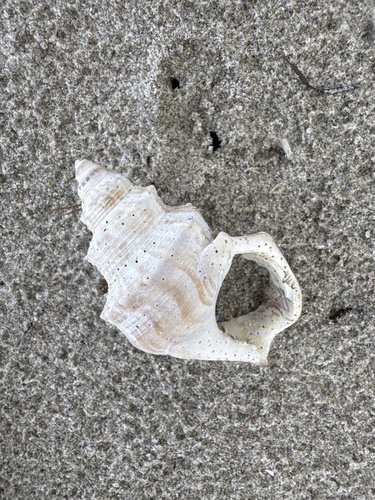 Struthiolaria papulosa observed 2026-10-16