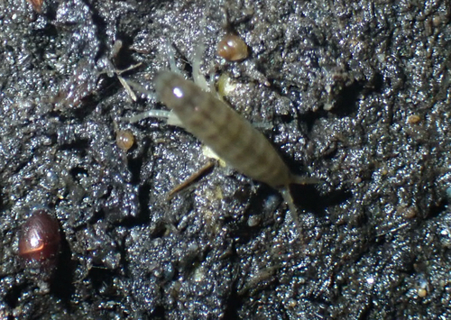 Pacific beach hopper