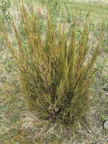Dracophyllum longifolium observed 2026-10-16