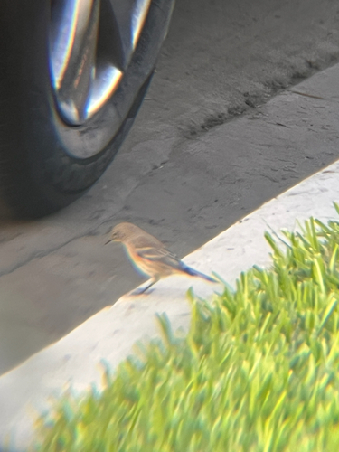 Yellow-rumped Warbler