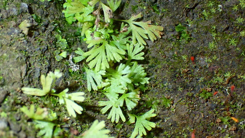 Odontosoria chinensis observed 2026-10-15