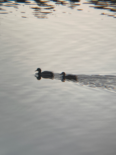 Mallard