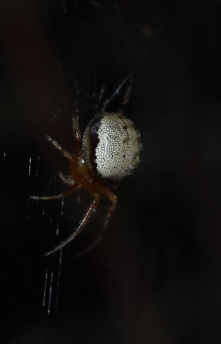 Lattice Orbweaver