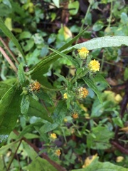 Sigesbeckia australiensis