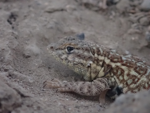 Common Side-blotched Lizard