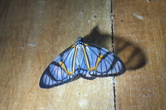 Hypocrita phanoptoides