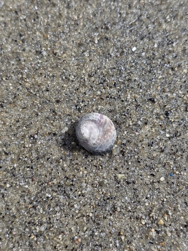 Diloma subrostratum observed 2026-10-16