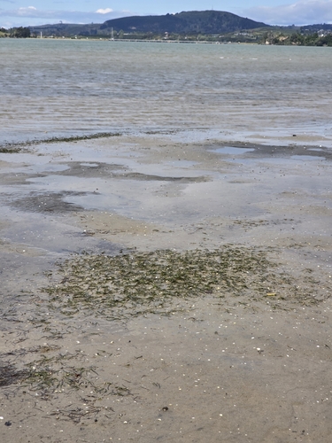 Zostera novazelandica observed 2026-10-16